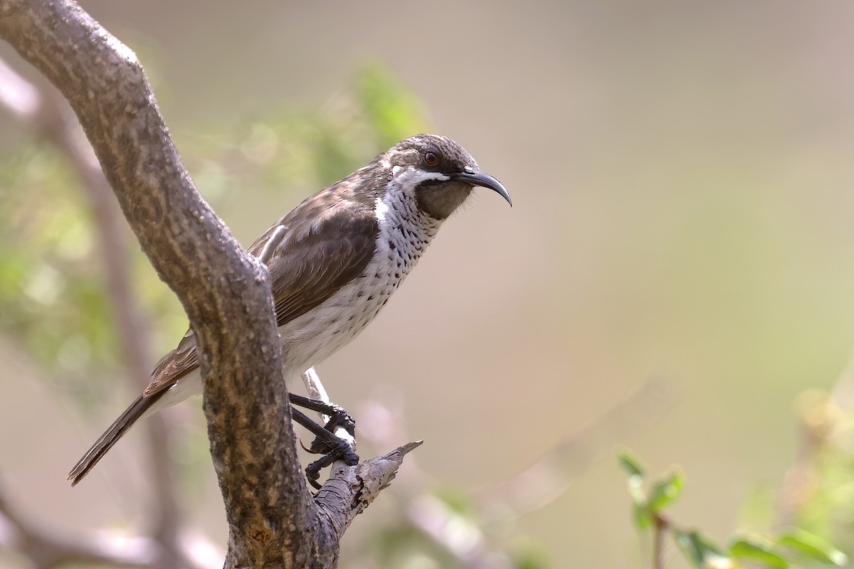 Socotra Sunbird - ML616199242