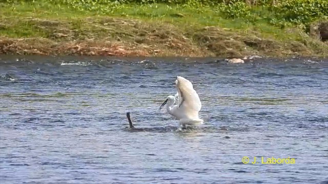 Little Egret - ML616199334