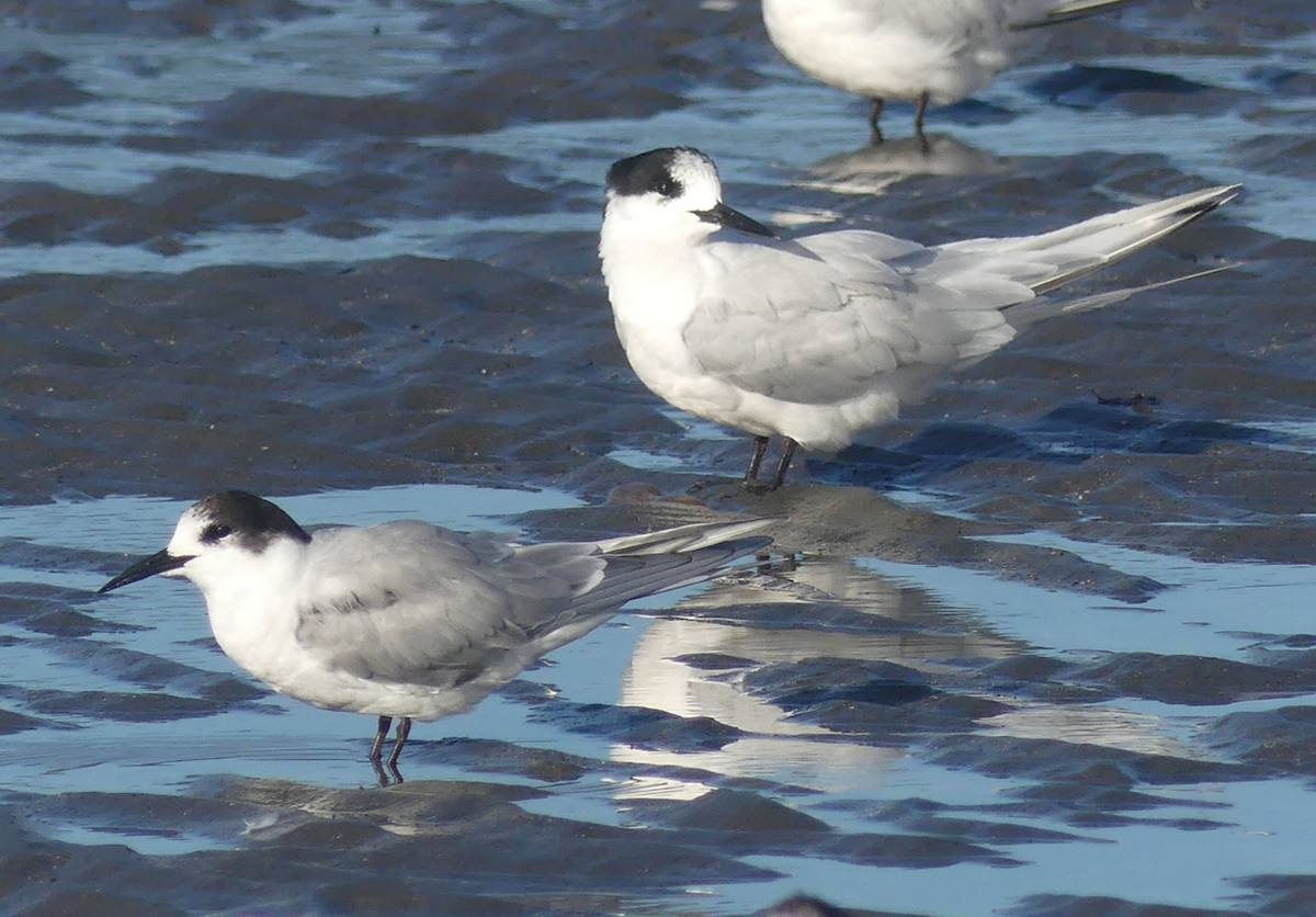 Common Tern - ML616199337