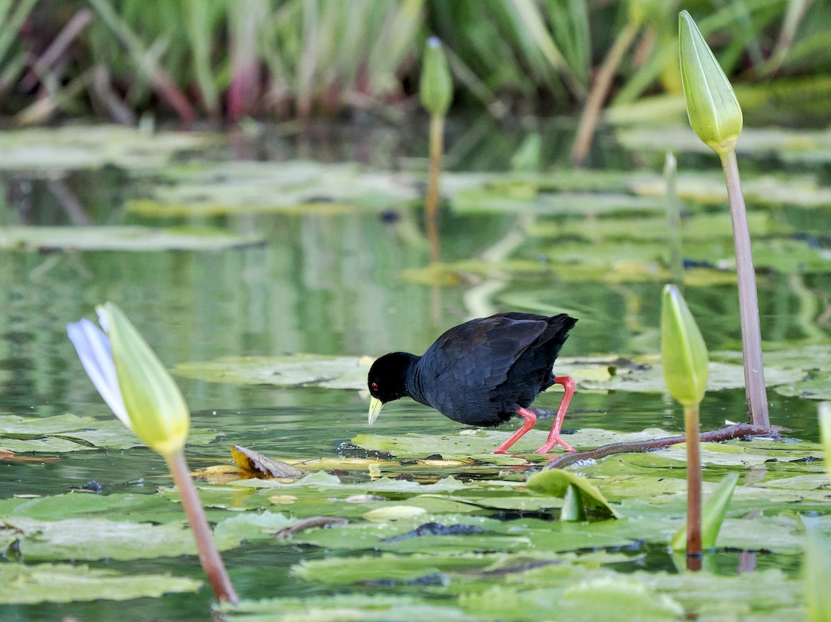 Black Crake - ML616199342