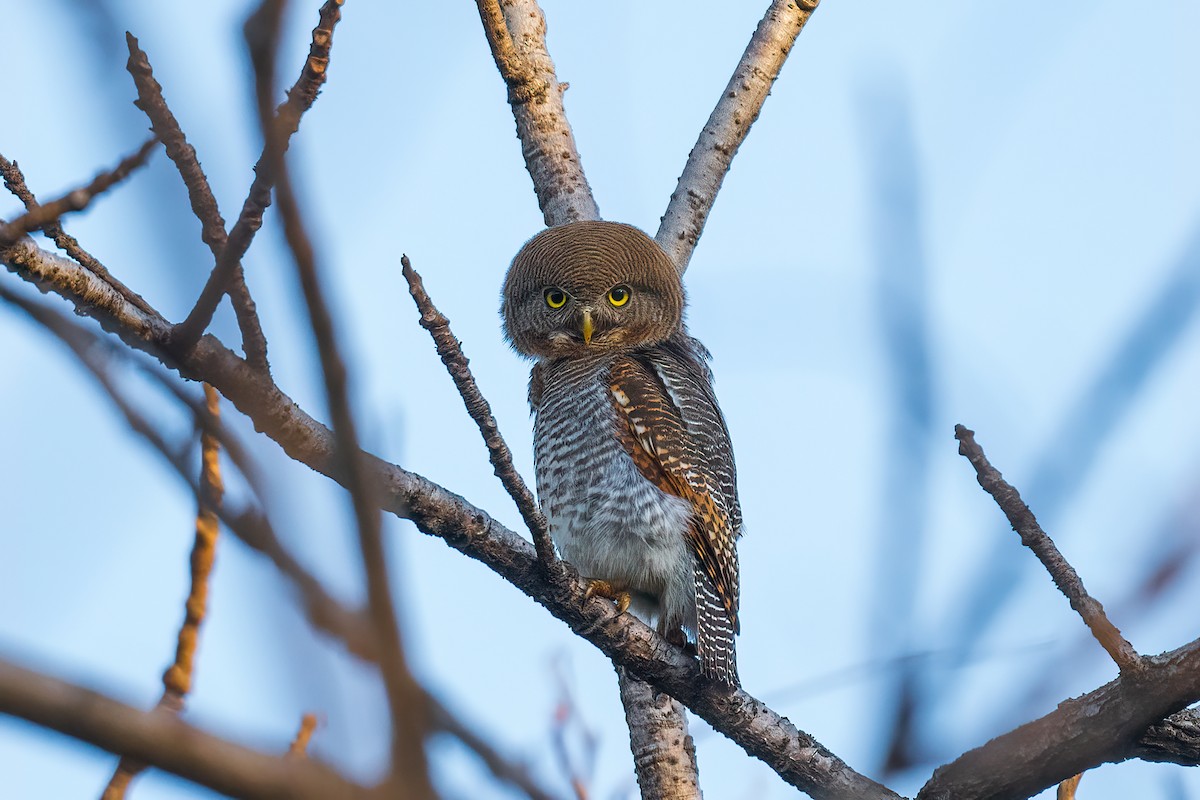 Jungle Owlet - ML616199352