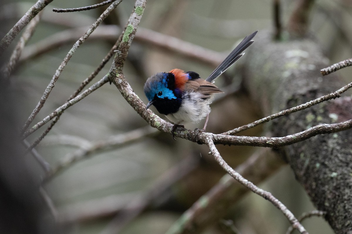 Variegated Fairywren - Deborah Metters