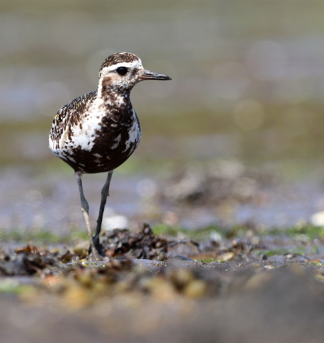 Pacific Golden-Plover - David Santamaría Urbano