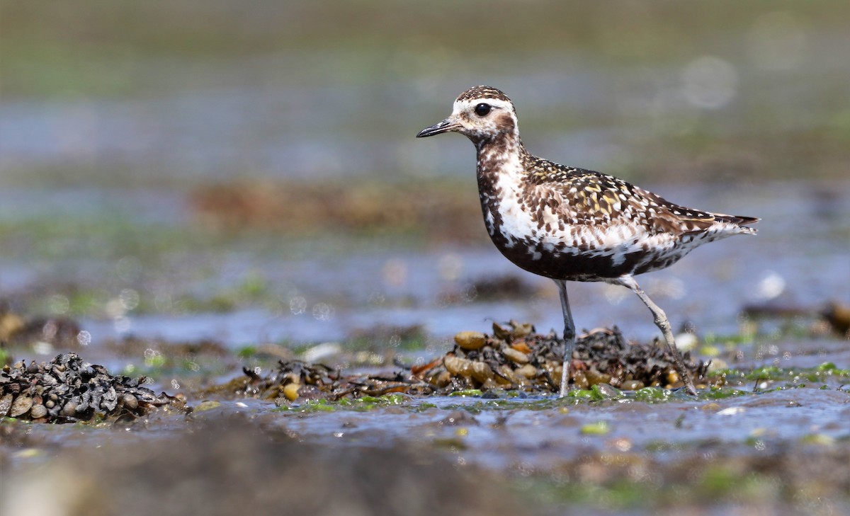 Pacific Golden-Plover - David Santamaría Urbano