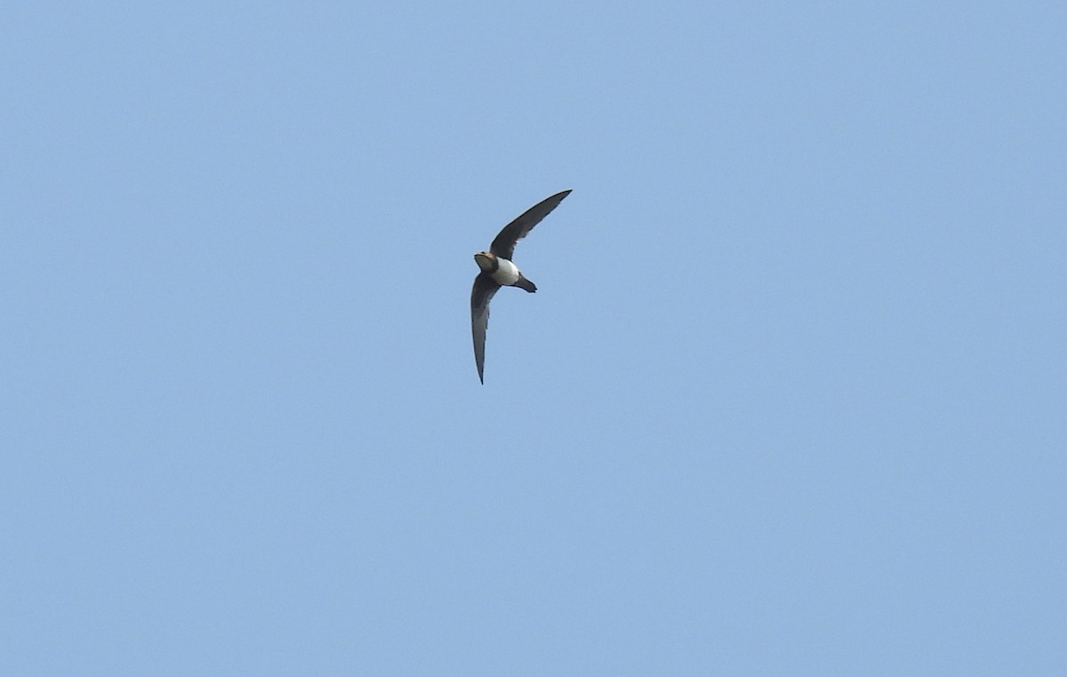 Alpine Swift - ML616199456