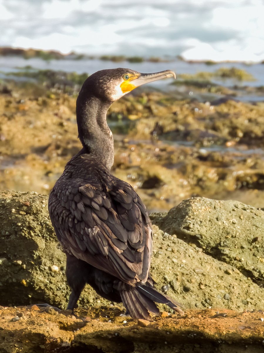 Great Cormorant - ML616199465