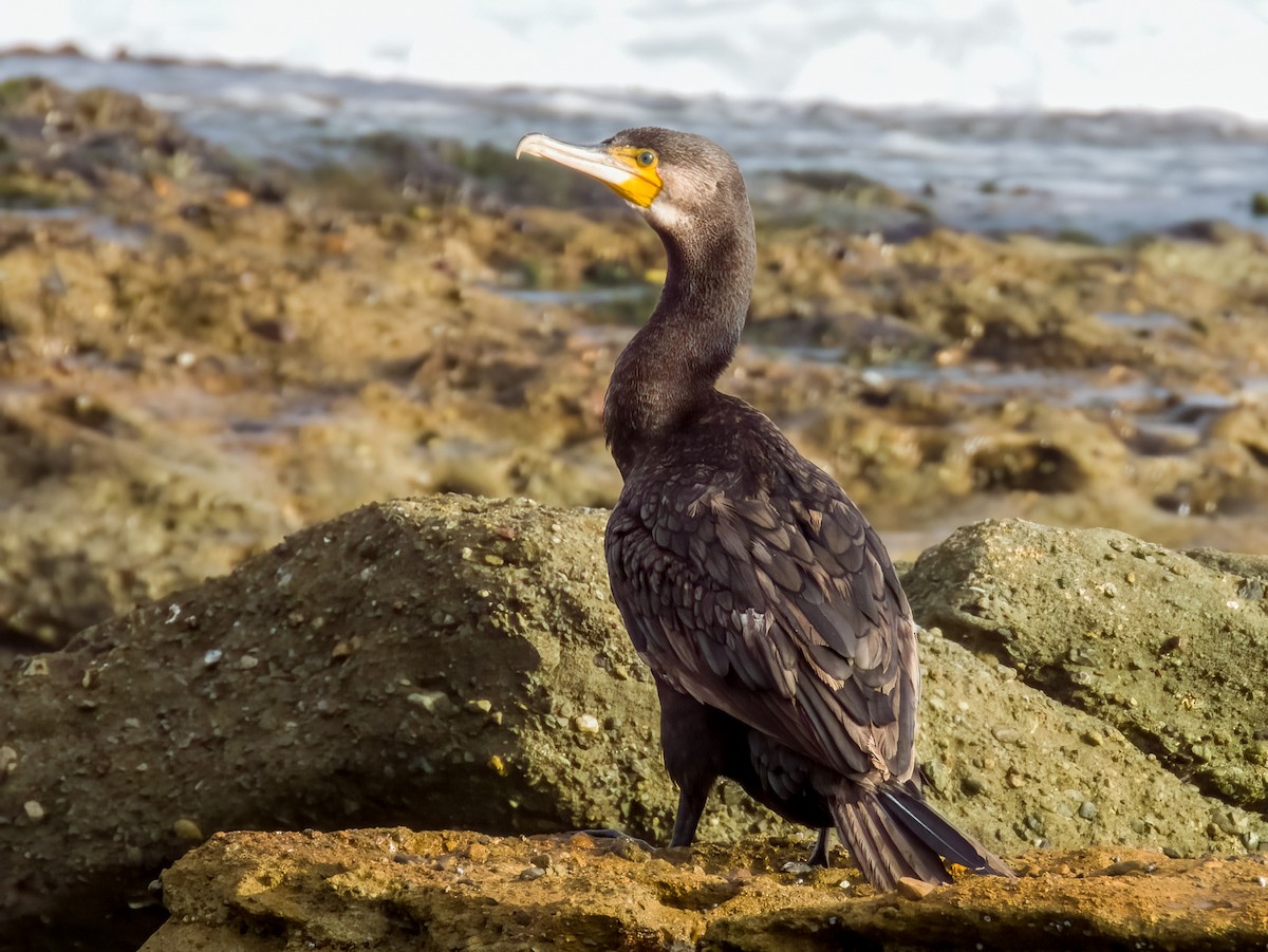 Great Cormorant - ML616199470