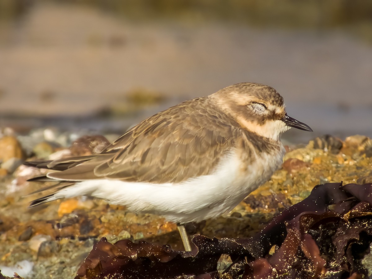 Double-banded Plover - ML616199475