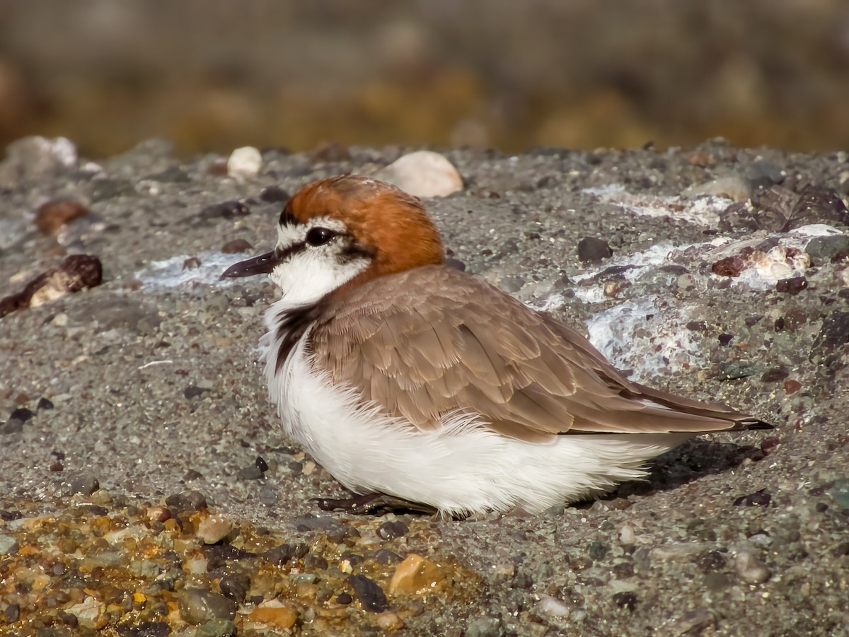 Red-capped Plover - ML616199479