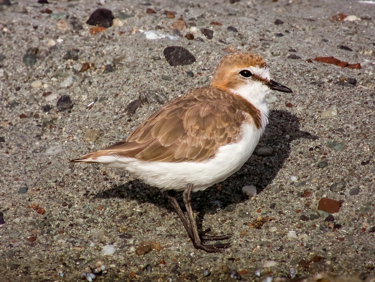 Red-capped Plover - ML616199483