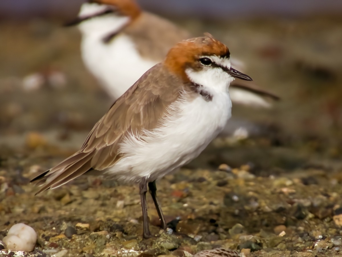 Red-capped Plover - ML616199493