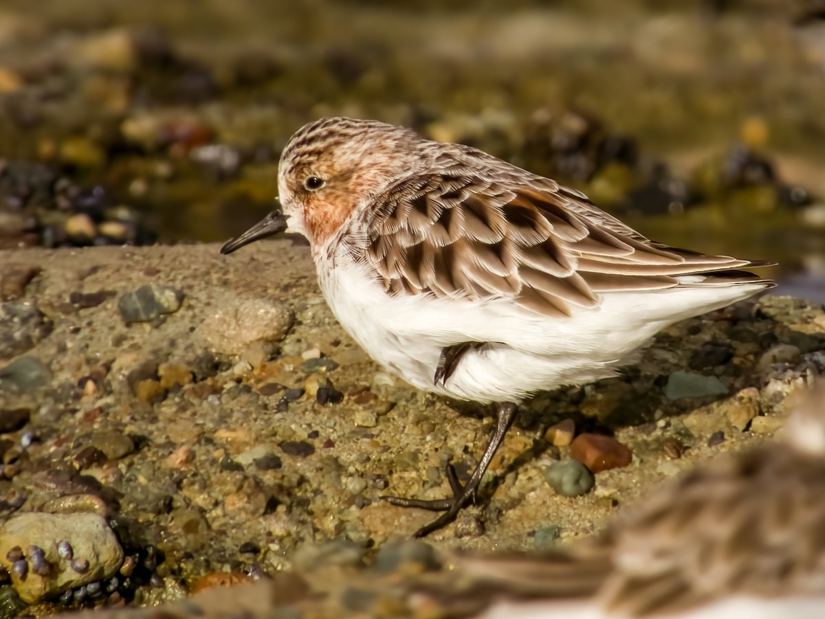 Red-necked Stint - ML616199499