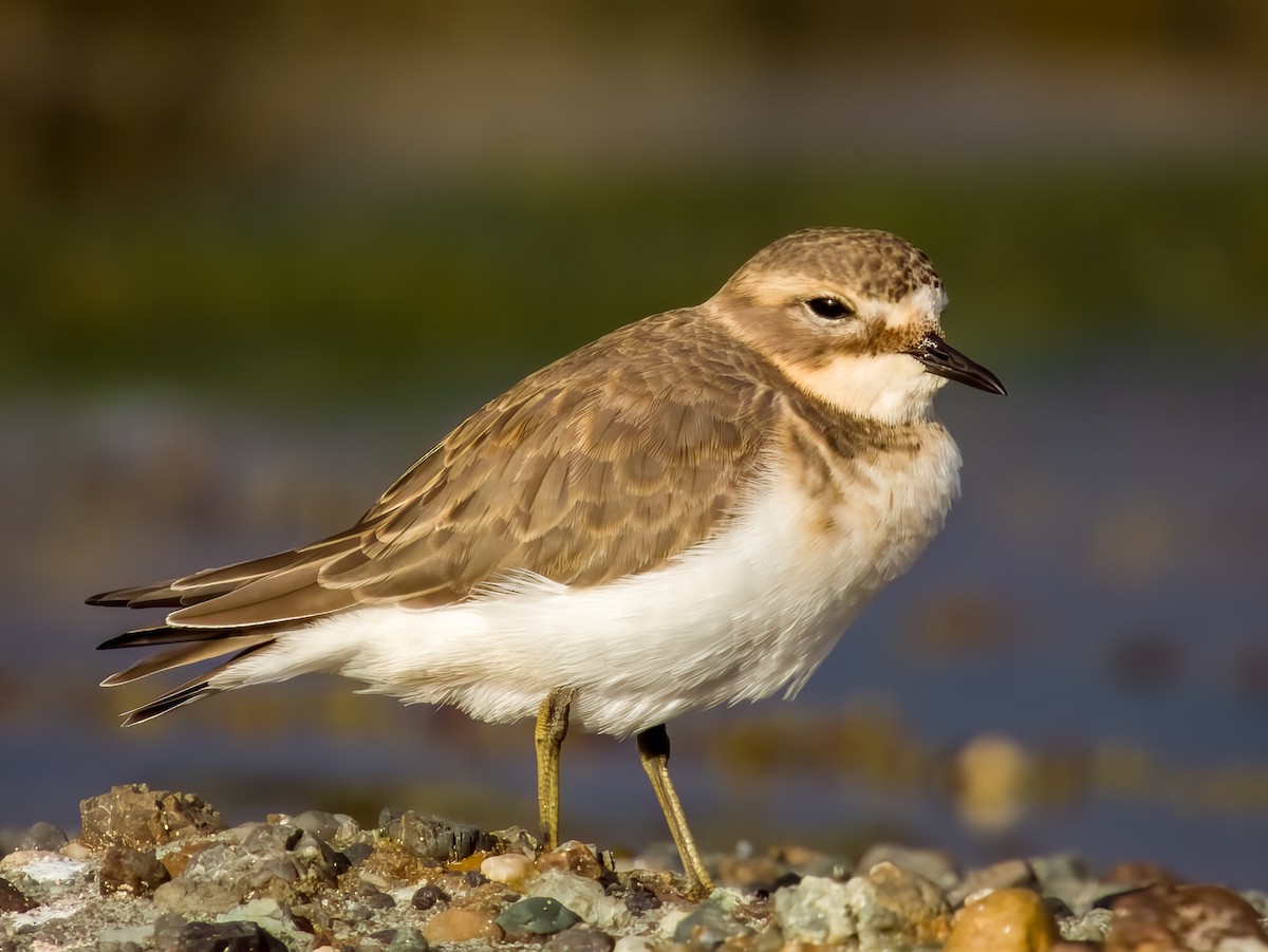 Double-banded Plover - ML616199508