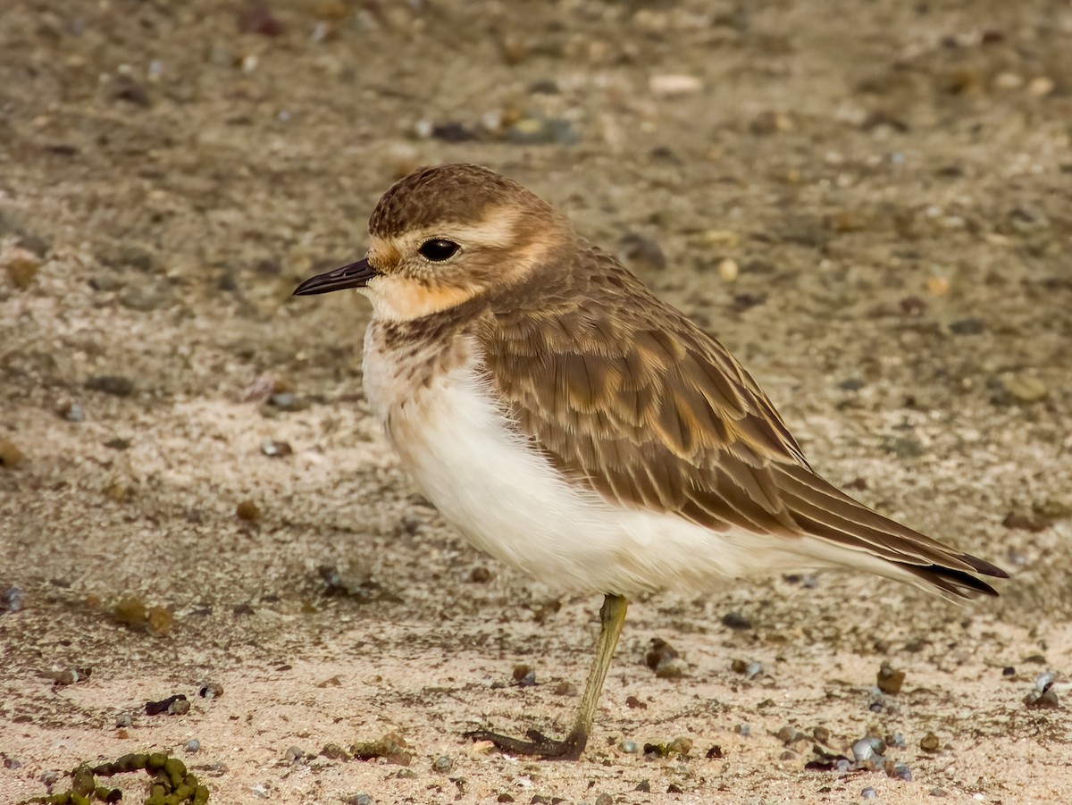 Double-banded Plover - ML616199509
