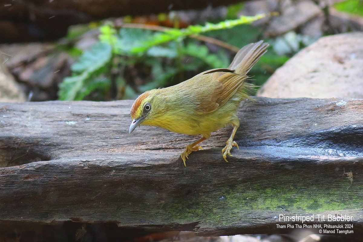 Pin-striped Tit-Babbler (Pin-striped) - ML616199519