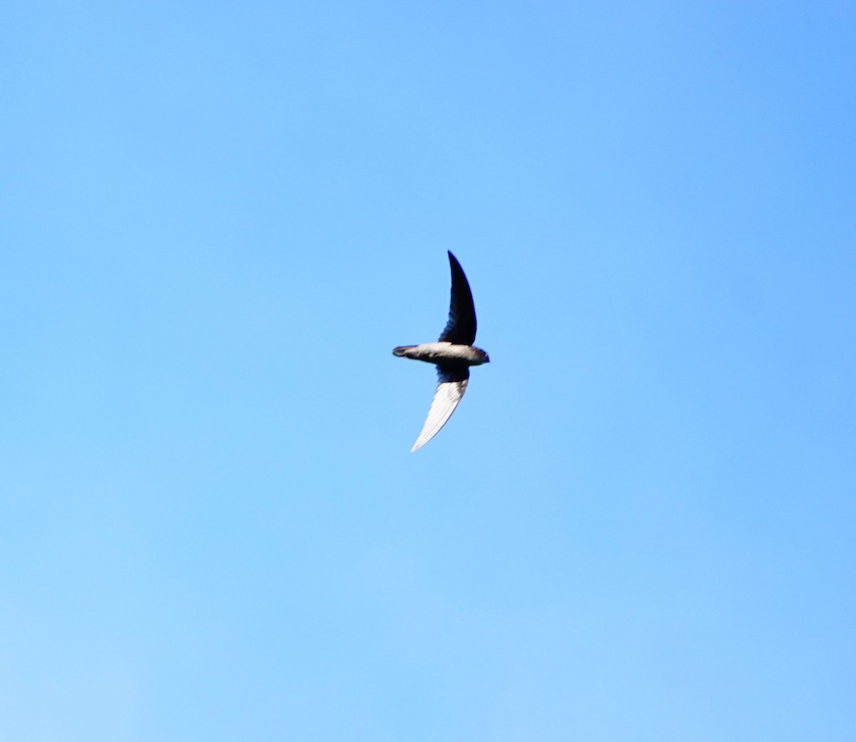 Philippine Swiftlet - ML616199576