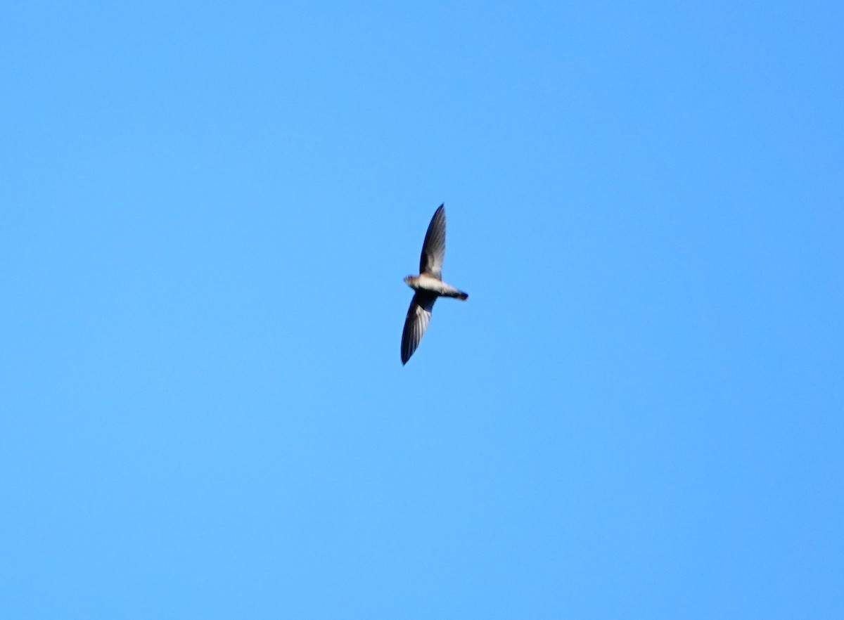 Philippine Swiftlet - ML616199577