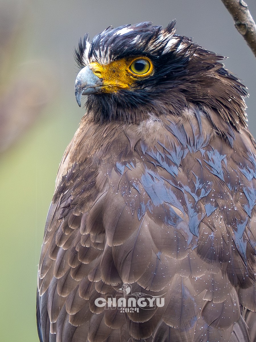 Crested Serpent-Eagle - 长御 MRQ