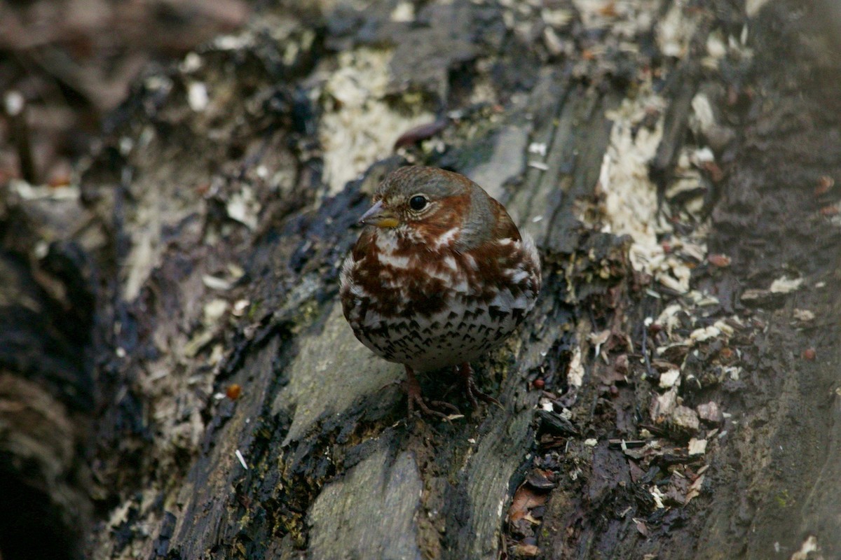 Fox Sparrow - ML616199586