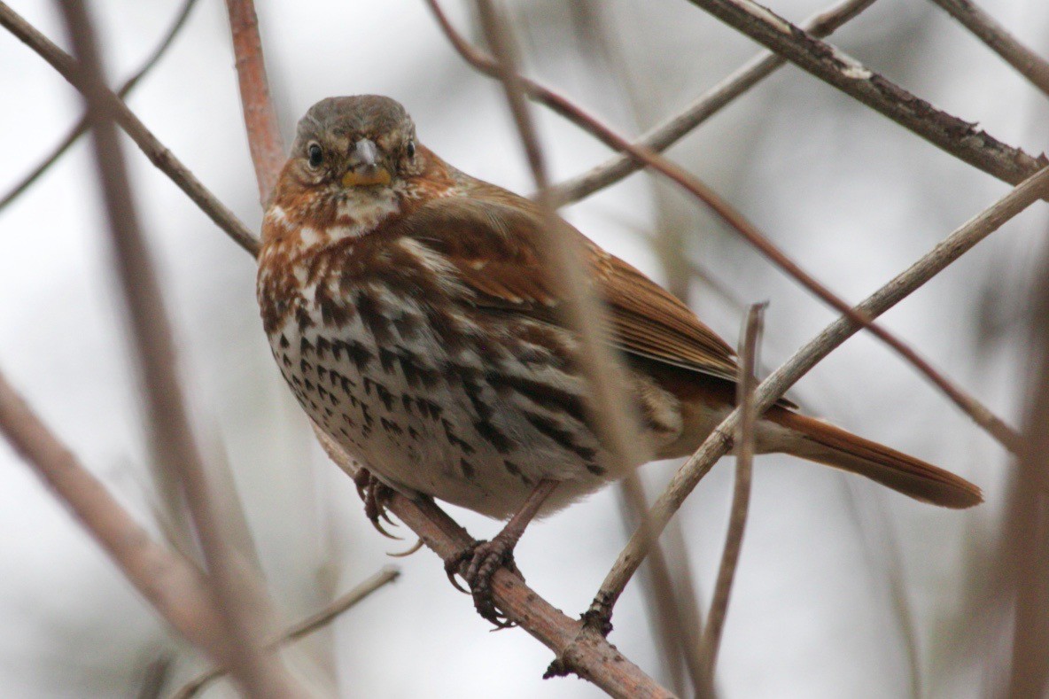 Fox Sparrow - ML616199587