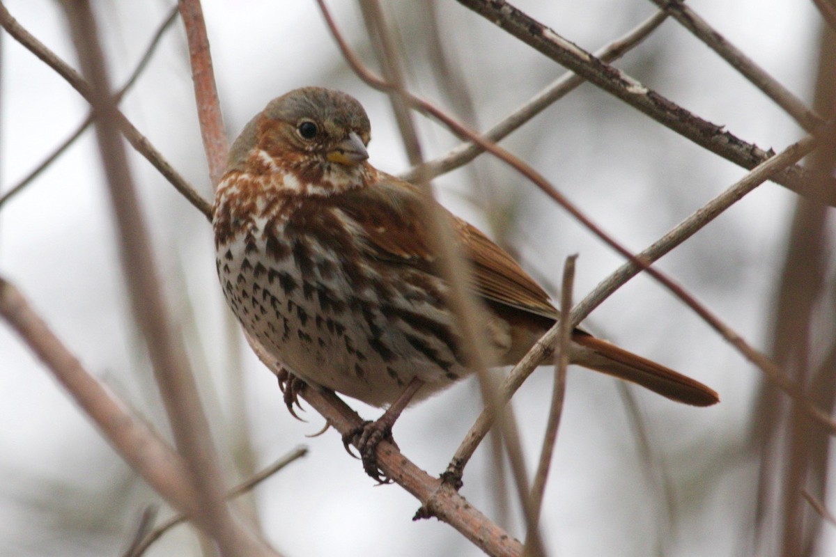 Fox Sparrow - ML616199588