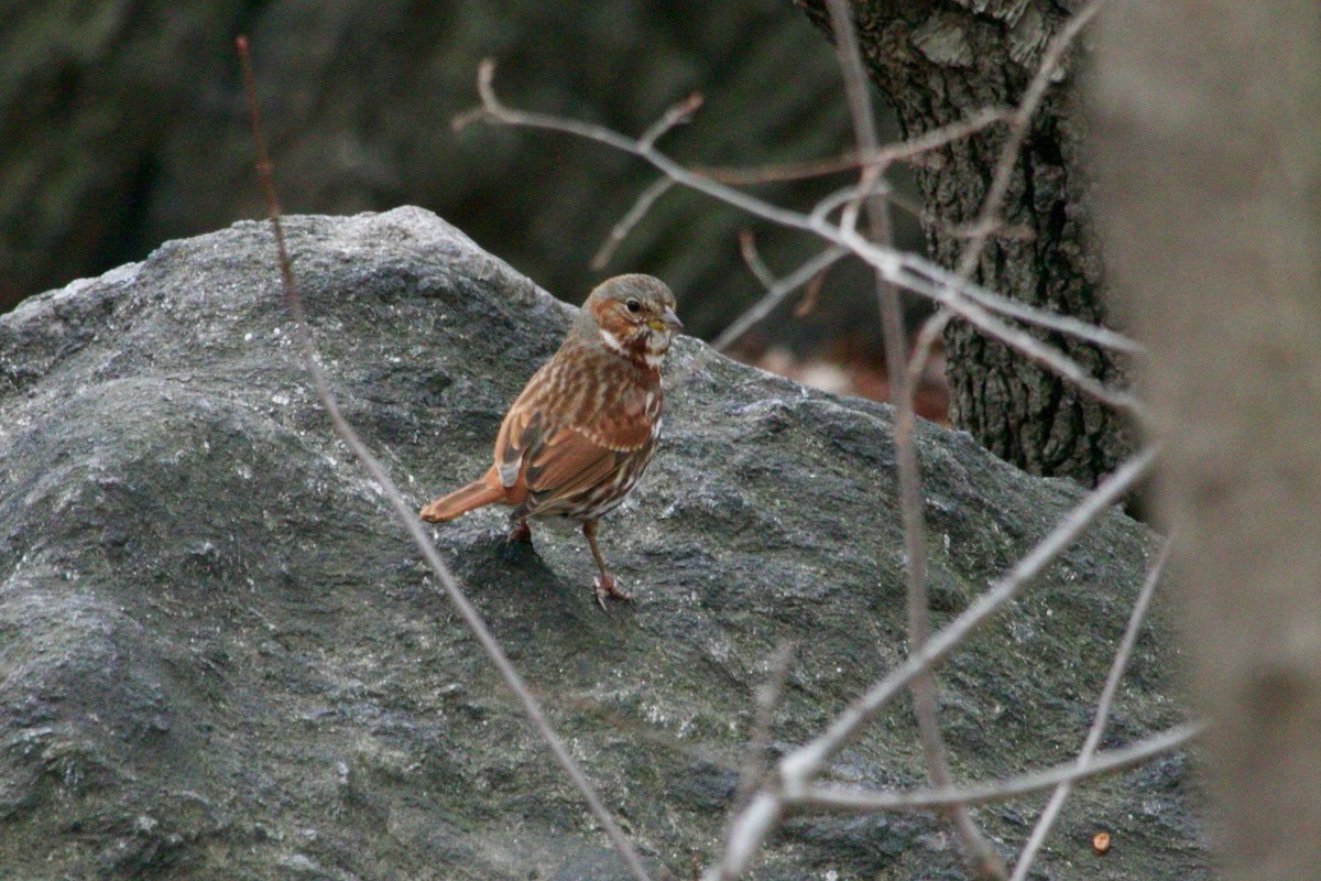 Fox Sparrow - ML616199589