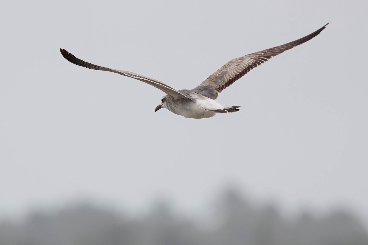 Laughing Gull - ML616199595