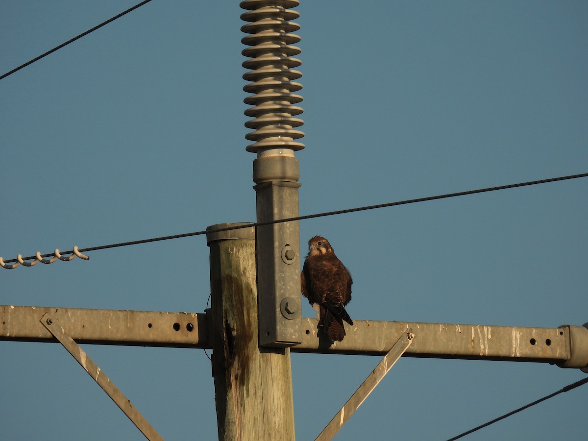 Brown Falcon - Benedick Furniss