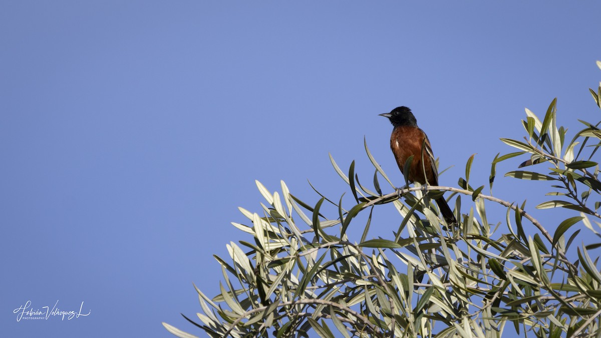 Orchard Oriole - Fabian Velasquez Lopez