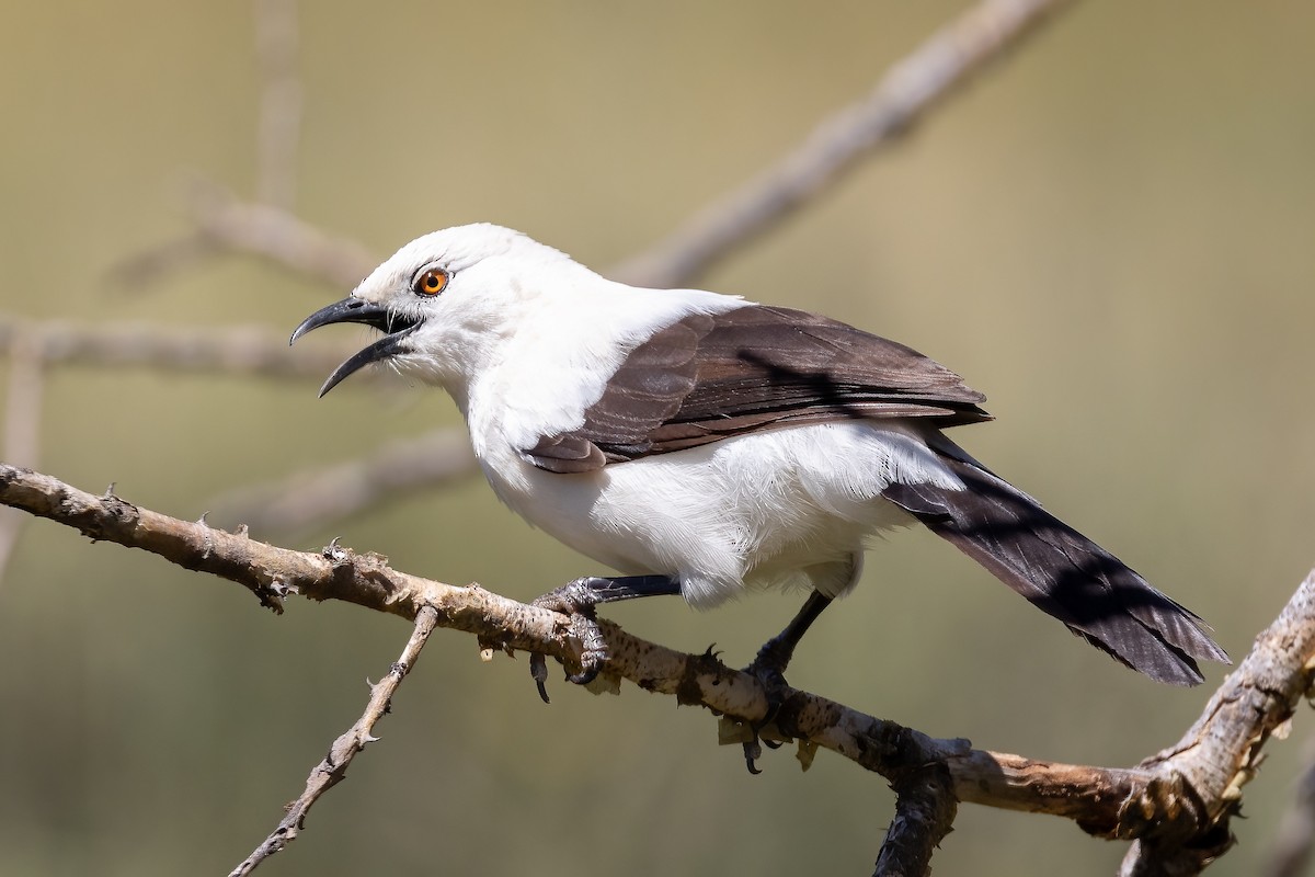 Southern Pied-Babbler - Daniel Danckwerts (Rockjumper Birding Tours)