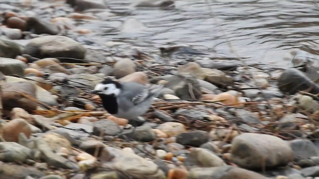 White Wagtail - ML616199650