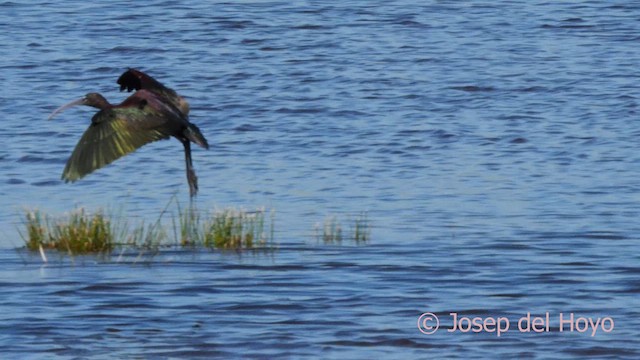 ibis hnědý - ML616199675