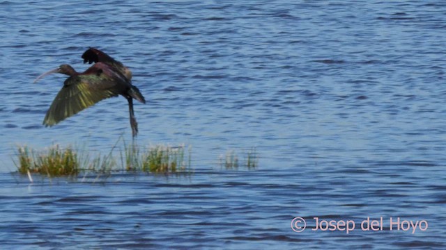 Glossy Ibis - ML616199675