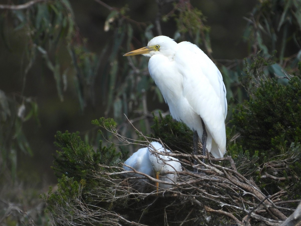 Plumed Egret - ML616199696