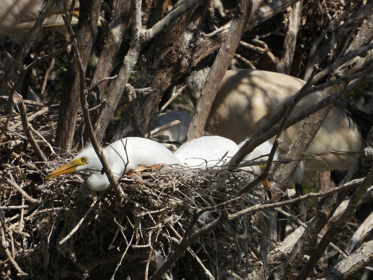 Plumed Egret - ML616199699