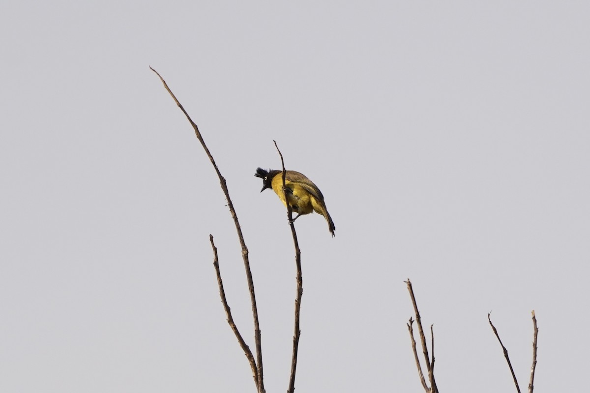 Black-crested Bulbul - ML616199785