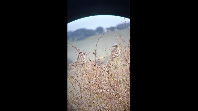 Great Spotted Cuckoo - ML616199837