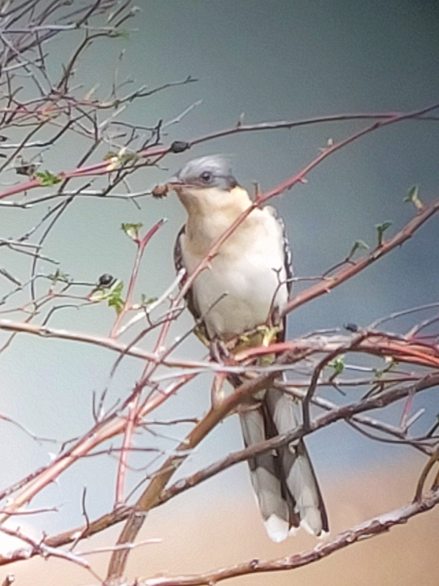 Great Spotted Cuckoo - ML616199842