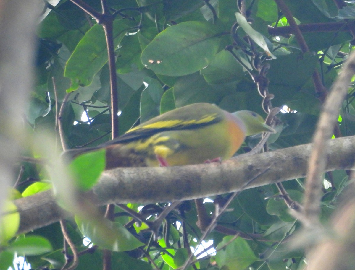 Orange-breasted Green-Pigeon - ML616199852