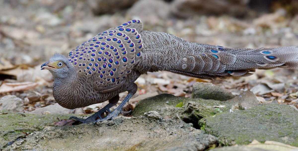 Gray Peacock-Pheasant - ML616199905