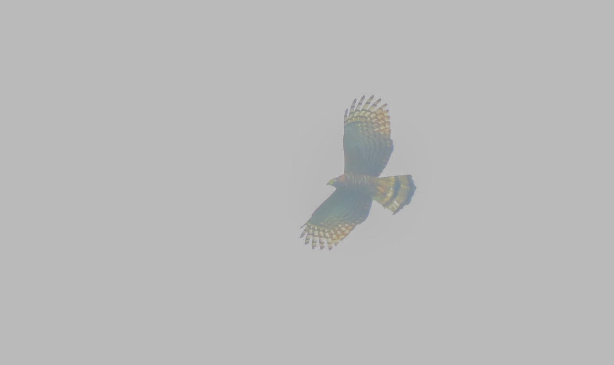 Ornate Hawk-Eagle - Nathan Alblas