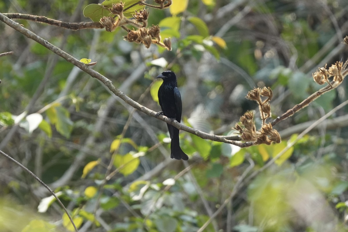 Hair-crested Drongo (Hair-crested) - ML616199947