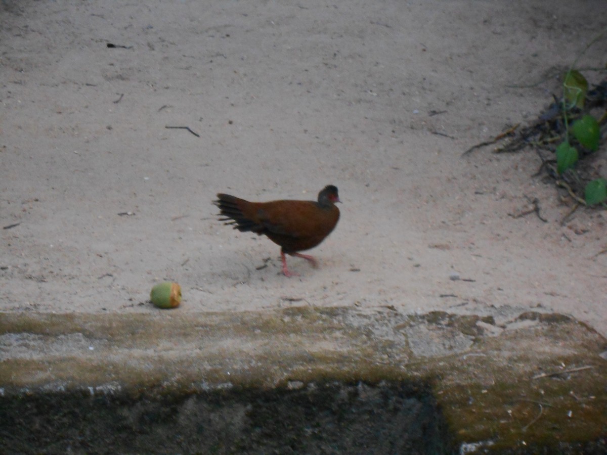 Red Spurfowl - ML616199993