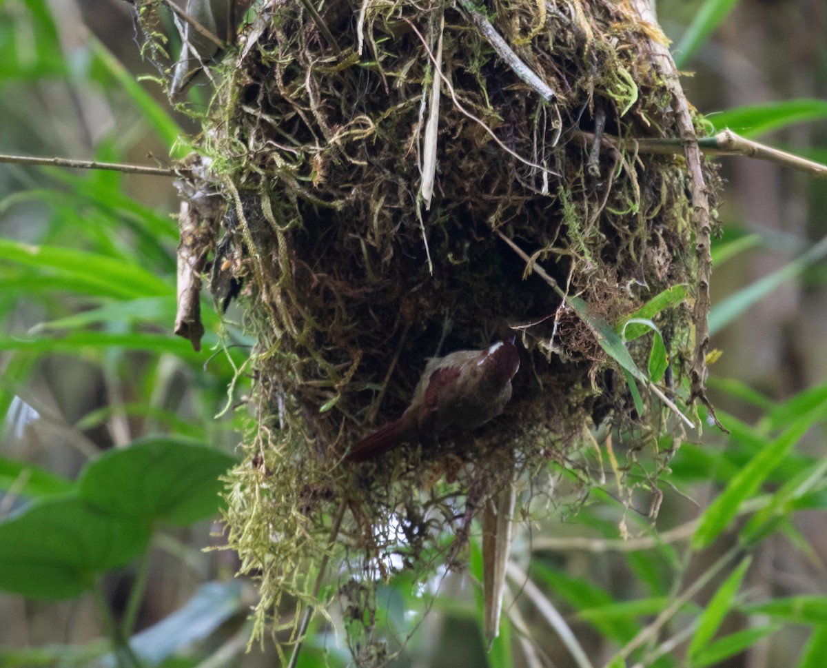 Spectacled Prickletail - William Price