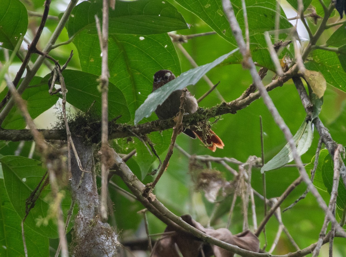 Spectacled Prickletail - ML616200064