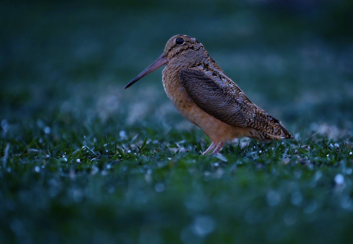 American Woodcock - Isaac Polanski
