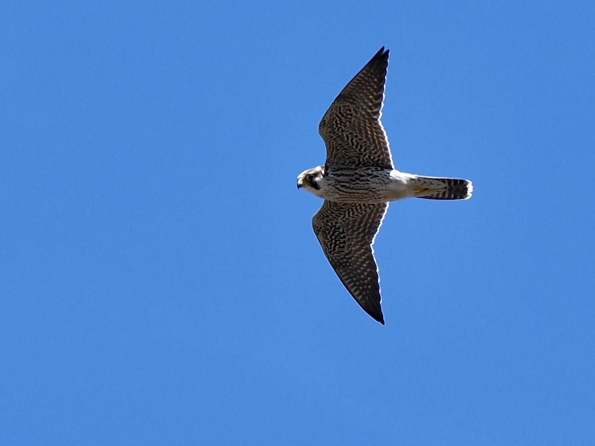 Peregrine Falcon (African) - ML616200079