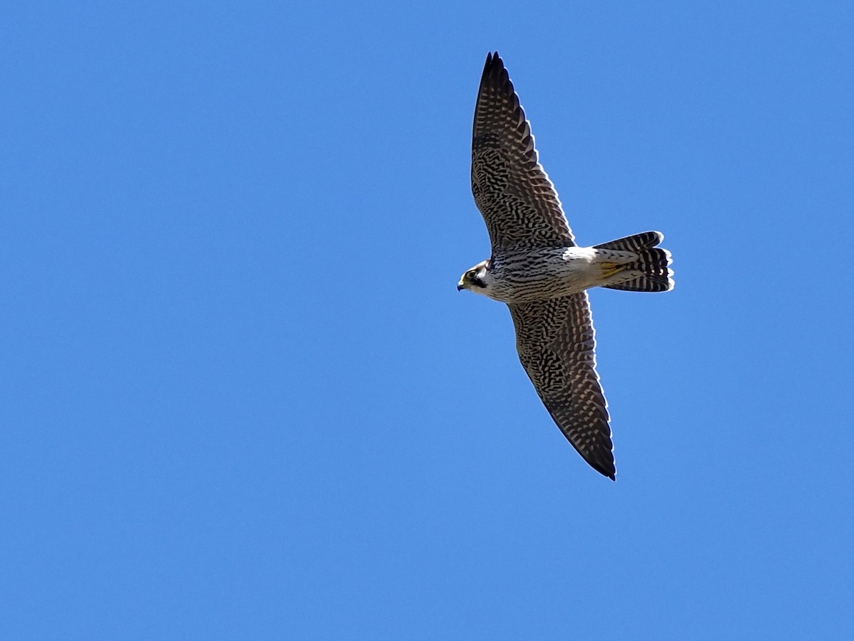 Peregrine Falcon (African) - ML616200093