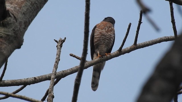 Crested Goshawk - ML616200117