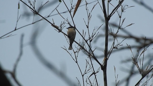 Bar-winged Flycatcher-shrike - ML616200120